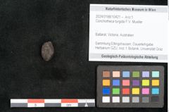 Foto (Objekt + Etikett) von Conchotheca turgida F.V. Mueller (NHMW-GEO-2024-0188-10421)